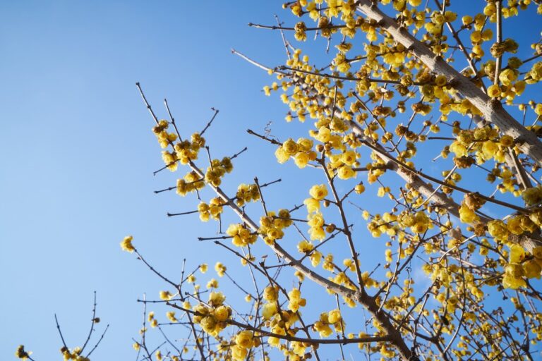 家原寺 黄梅（1月ごろ）
