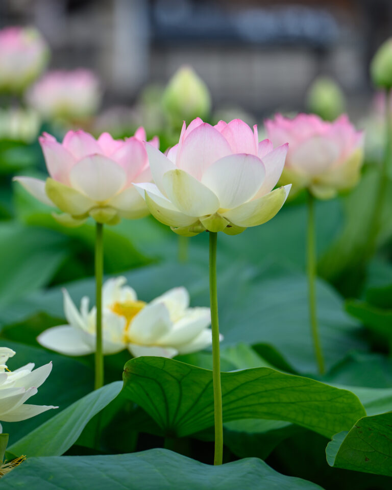 家原寺　蓮池（写真提供：堺市）