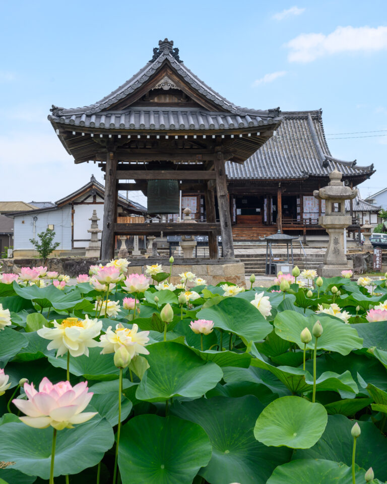 家原寺　蓮池（写真提供：堺市）