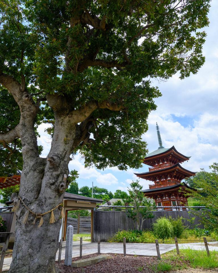 家原寺　薬師寺からの眺め（写真提供：堺市）